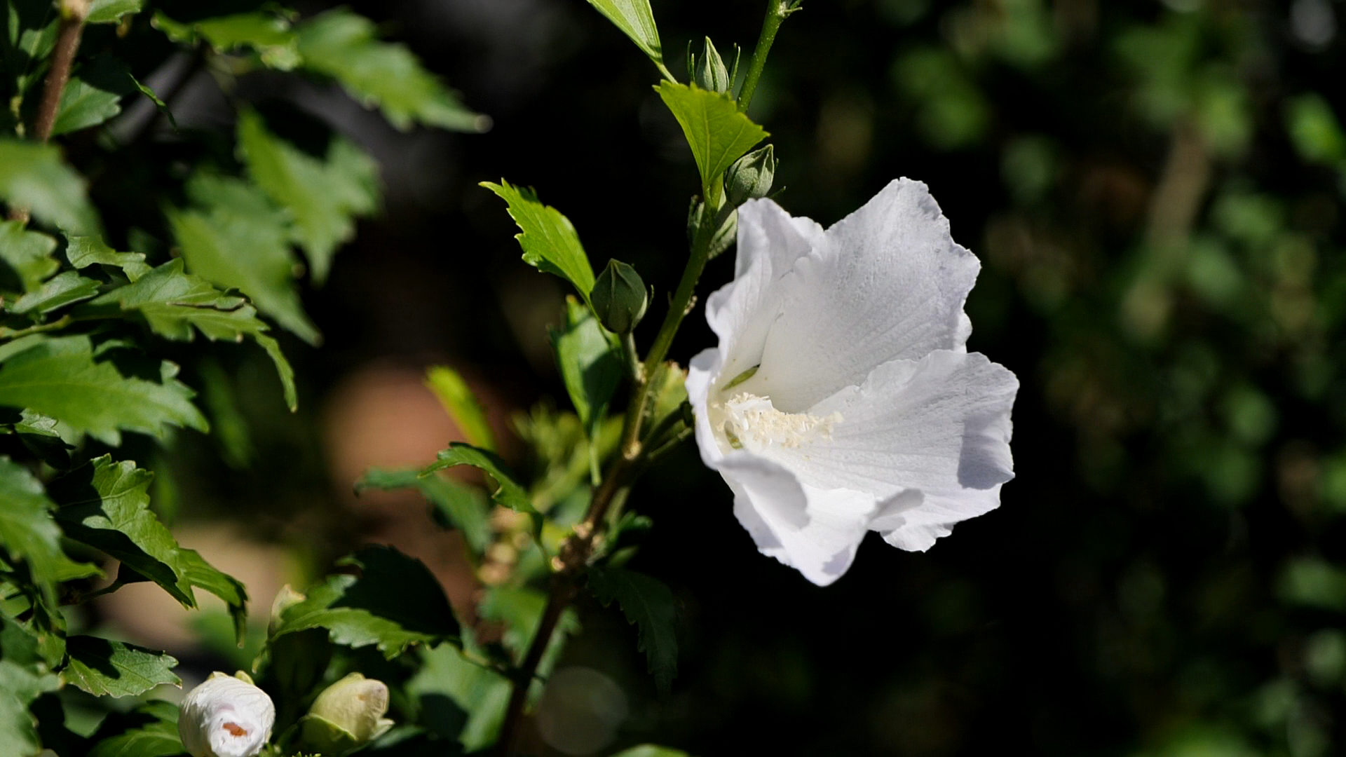 Get It Growing: Rose of Sharon has beautiful flowers, even in the heat